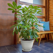 Matera Redonda Rafia 35 Cm con Plato Gris Hielo