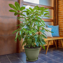 Matera Redonda Rafia 35 Cm con Plato Verde Musgo