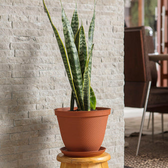 Matera Redonda Rafia 25 Cm con Plato Terracota