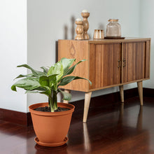 Matera Redonda Rafia 30 Cm con Plato Terracota