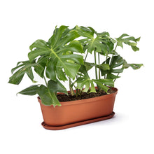 Matera moderna Ovalada Rafia 60 Cm con Terracota