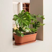 Matera moderna Ovalada Rafia 60 Cm con Terracota
